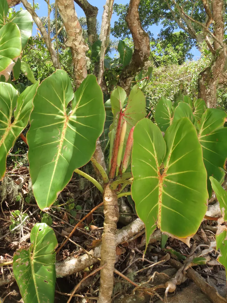 philodendron cordatum plant showing characteristic features