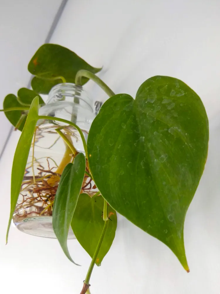 philodendron cordatum plant showing characteristic features