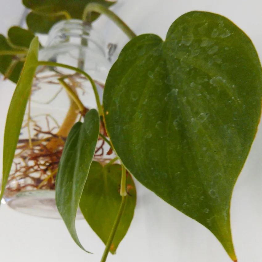 philodendron cordatum plant showing characteristic features