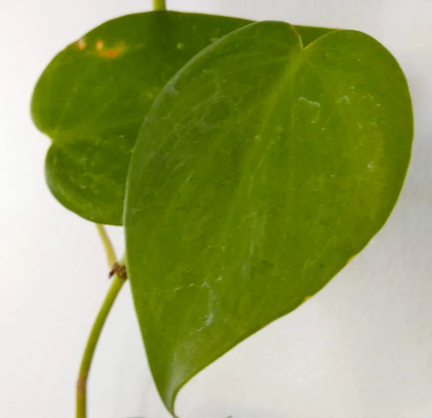 philodendron cordatum plant showing characteristic features