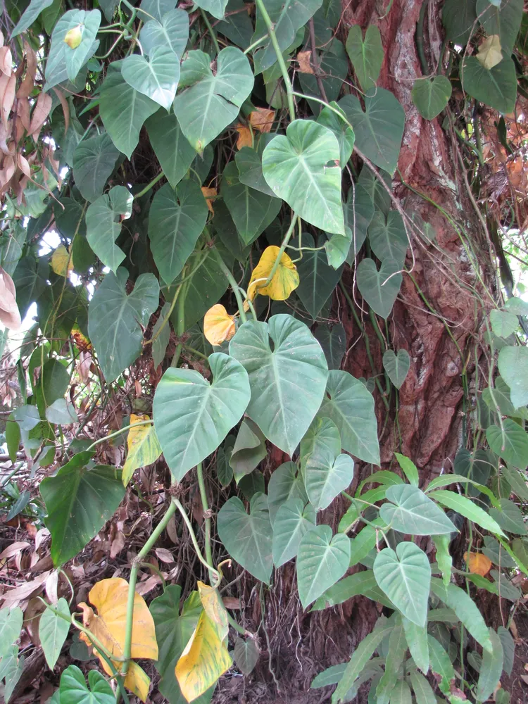 philodendron cordatum plant showing characteristic features