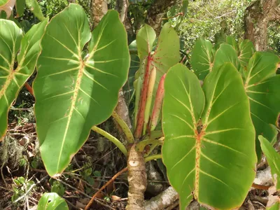 philodendron cordatum thumbnail