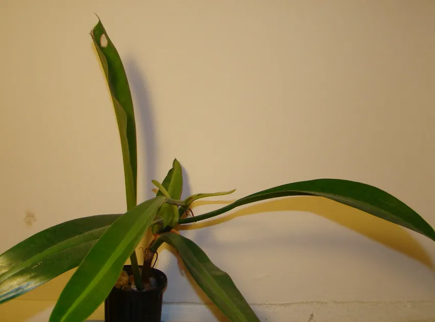 philodendron crassinervium plant showing characteristic features