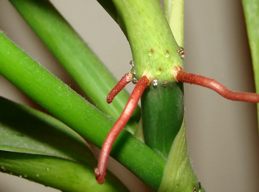 philodendron crassinervium plant showing characteristic features