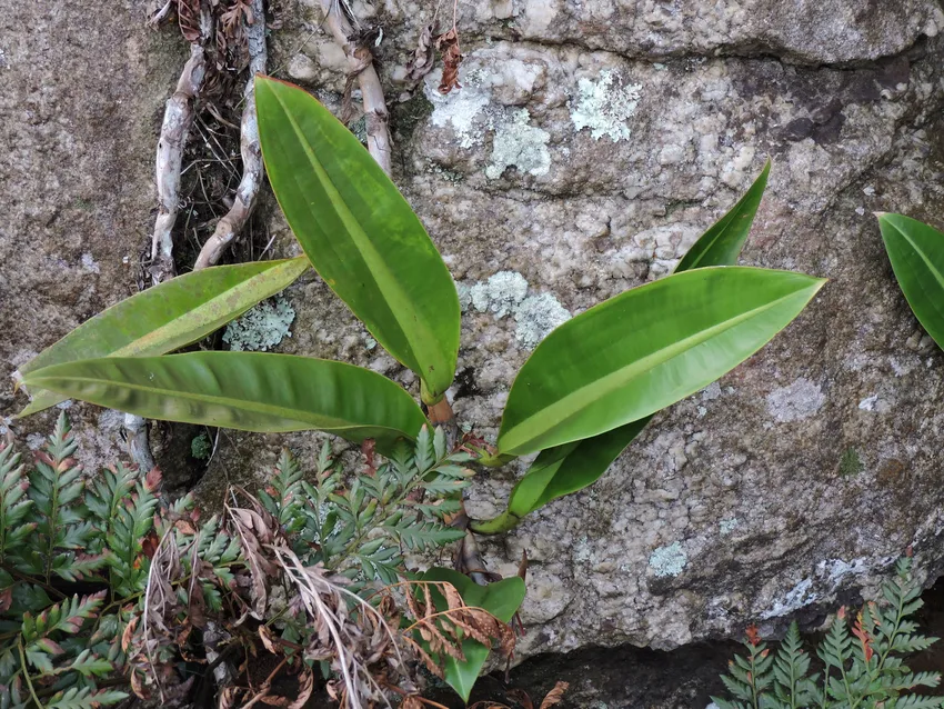 philodendron crassinervium plant showing characteristic features