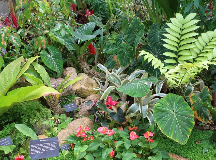 philodendron crassinervium plant showing characteristic features