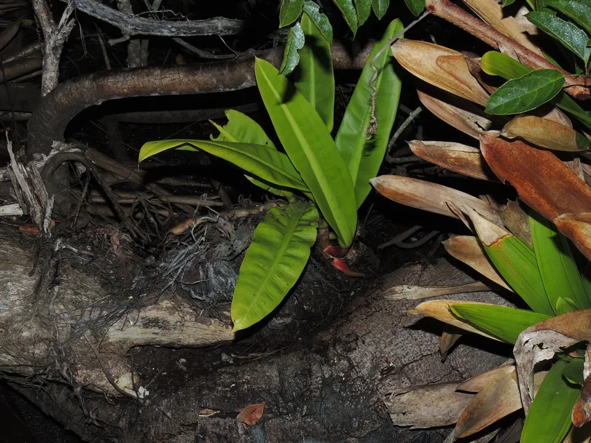 philodendron crassinervium plant showing characteristic features