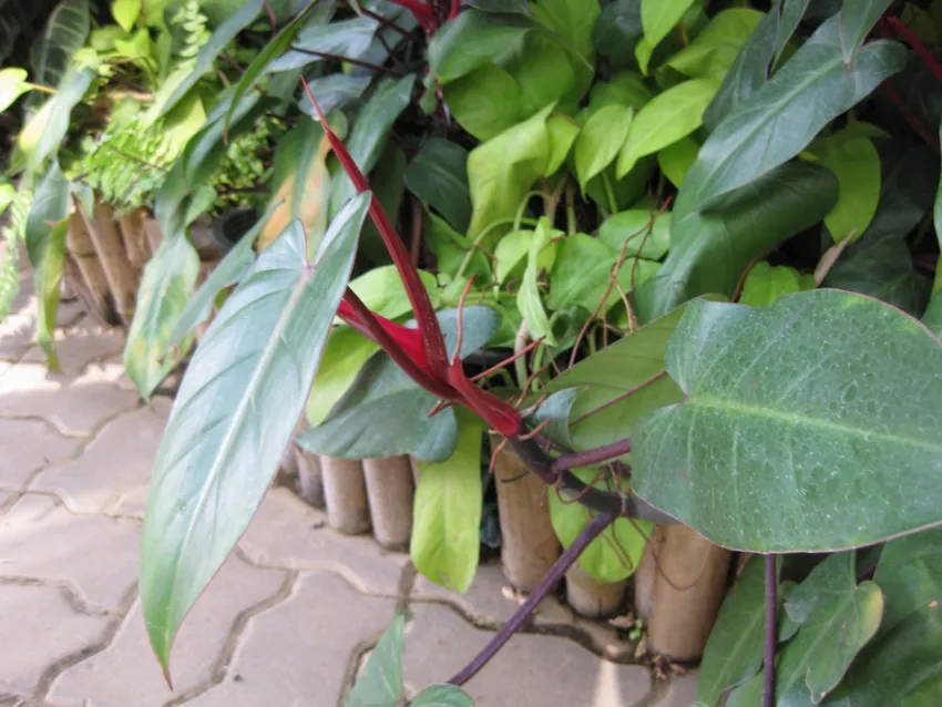 Plante philodendron emerald queen montrant ses caractéristiques typiques