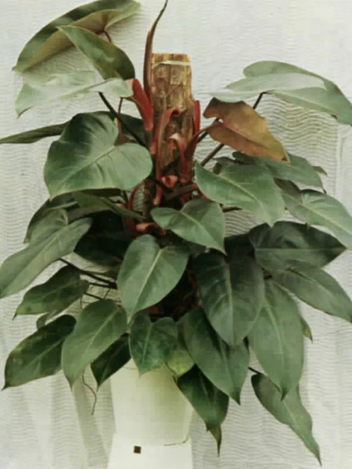 Plante philodendron emerald queen montrant ses caractéristiques typiques
