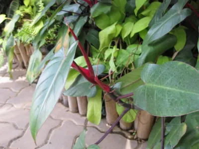 thumbnail philodendron 'emerald queen'