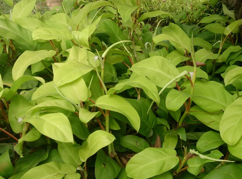 philodendron erubescens plant showing characteristic features