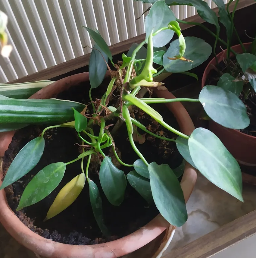 philodendron erubescens plant showing characteristic features