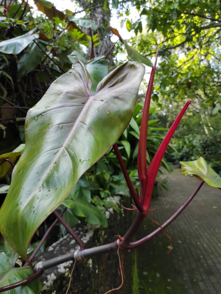 philodendron erubescens plant showing characteristic features