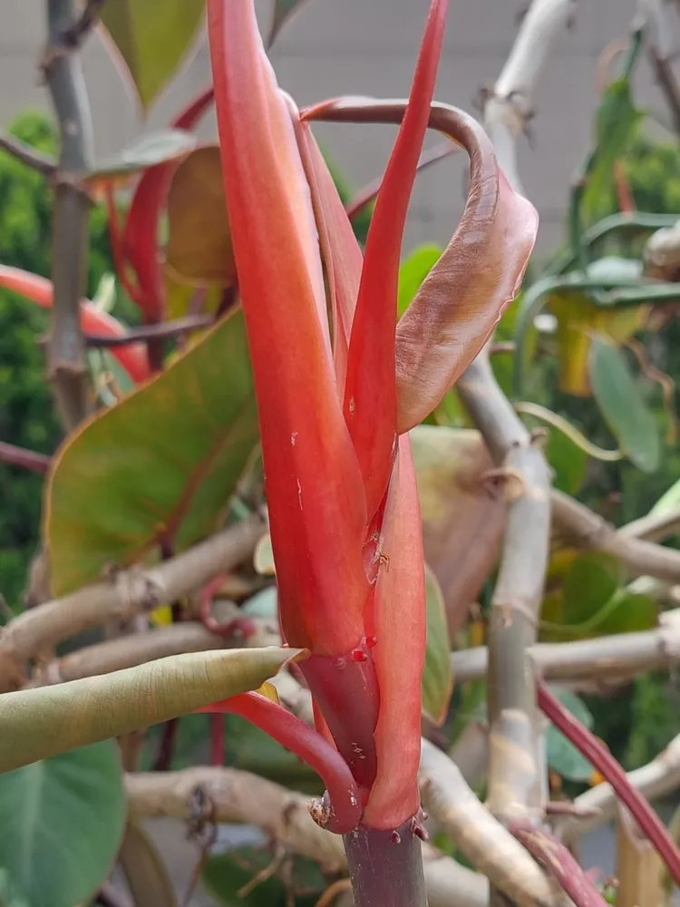 philodendron erubescens plant showing characteristic features