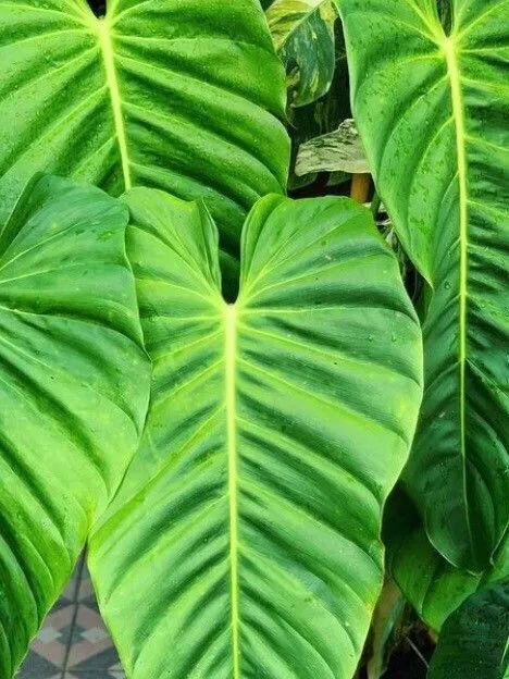 Plante philodendron esmeraldense montrant ses caractéristiques typiques