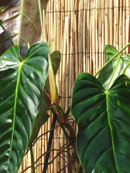 Plante philodendron esmeraldense montrant ses caractéristiques typiques