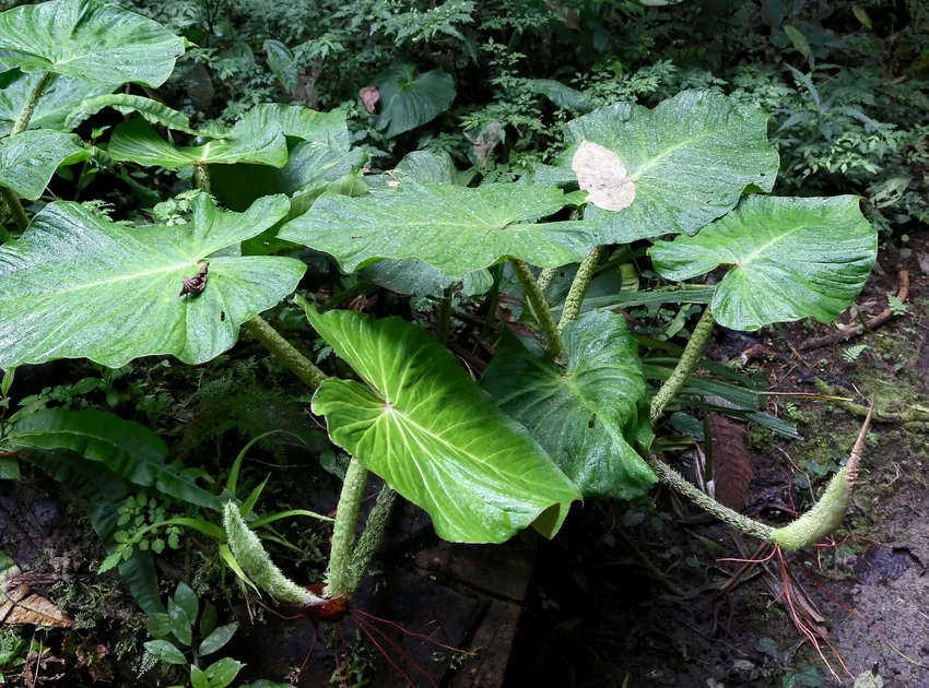 philodendron fibrosum plant showing characteristic features