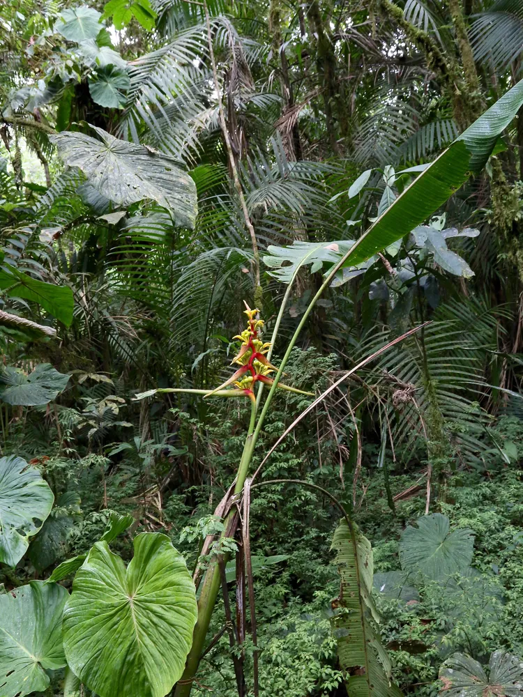 philodendron fibrosum plant showing characteristic features