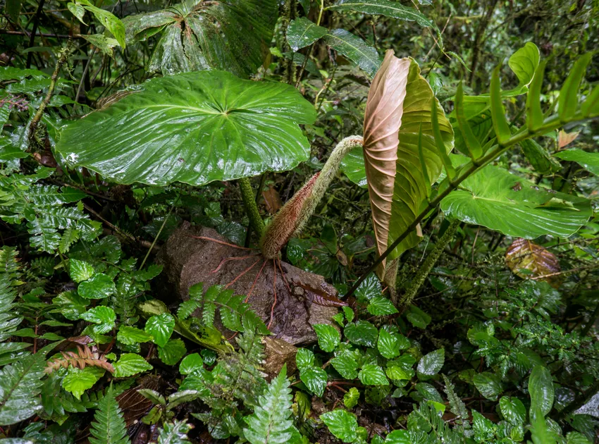 philodendron fibrosum plant showing characteristic features