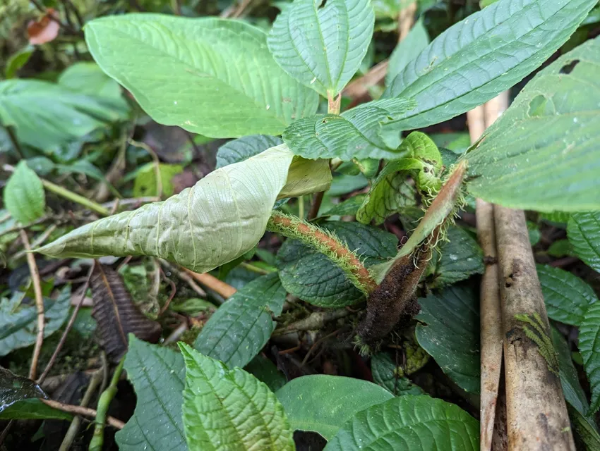 philodendron fibrosum plant showing characteristic features