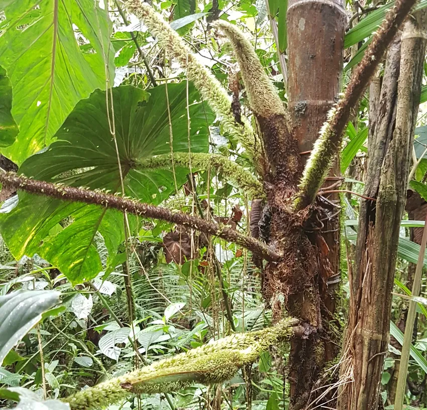 philodendron fibrosum plant showing characteristic features