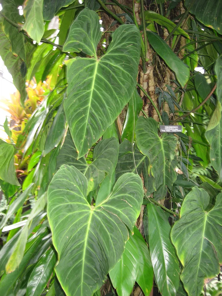 philodendron gigas plant showing characteristic features