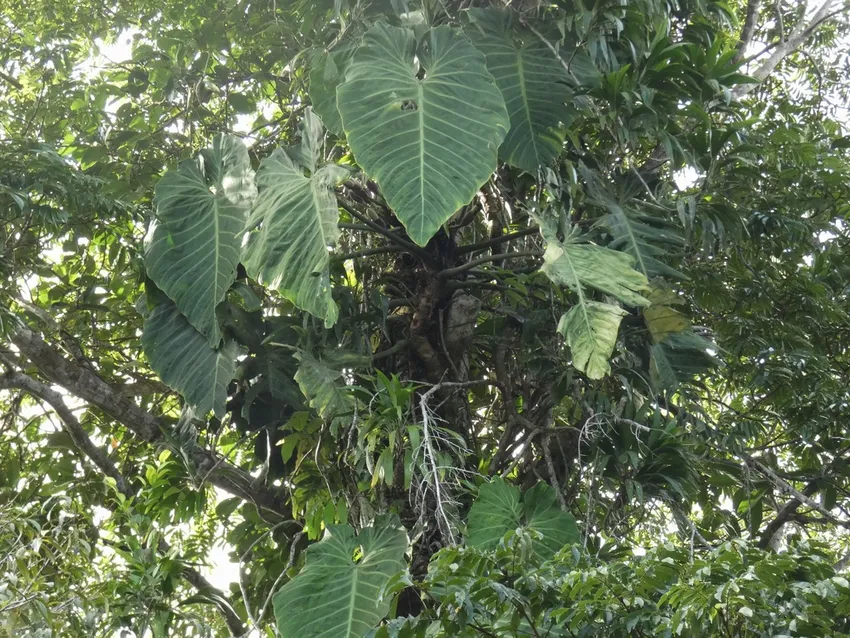 philodendron gigas plant showing characteristic features