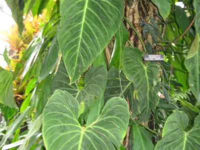 thumbnail philodendron gigas