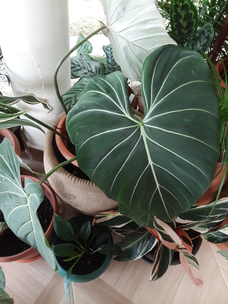 philodendron gloriosum plant showing characteristic features