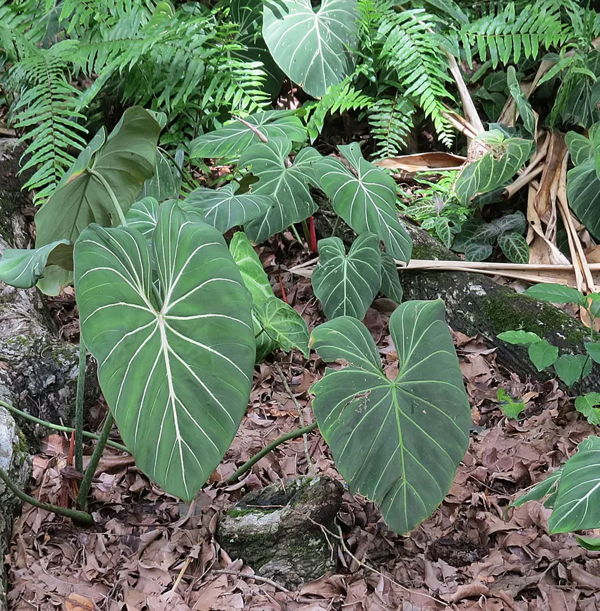 philodendron gloriosum plant showing characteristic features