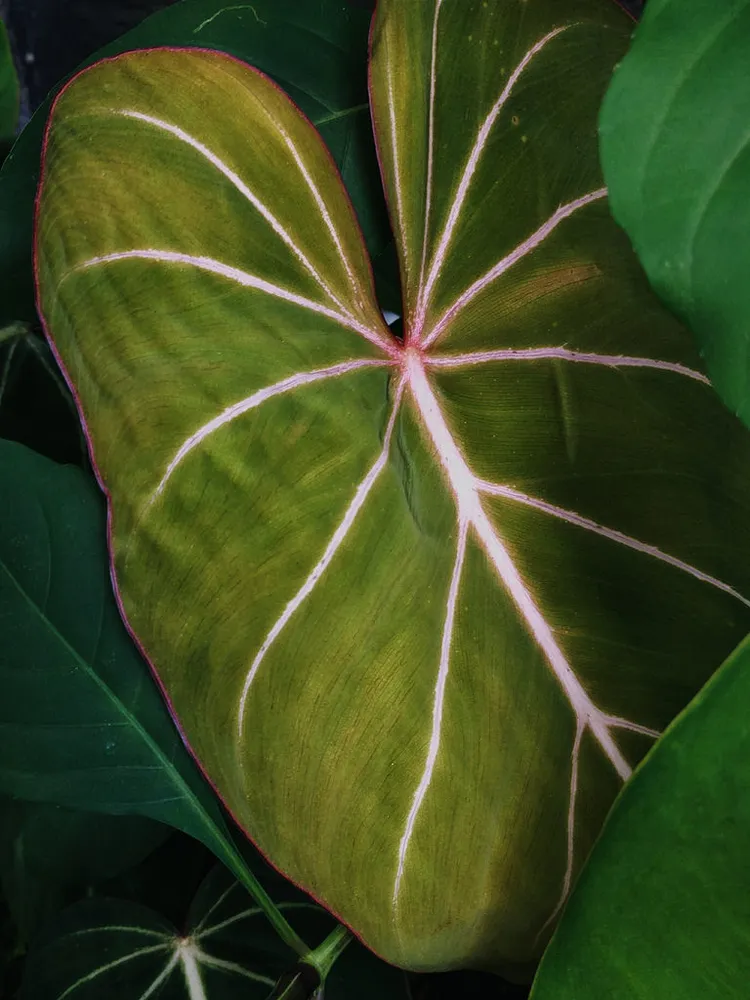 philodendron gloriosum plant showing characteristic features