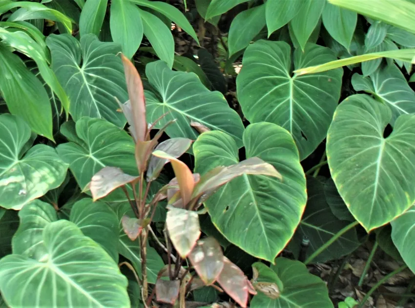 philodendron gloriosum plant showing characteristic features