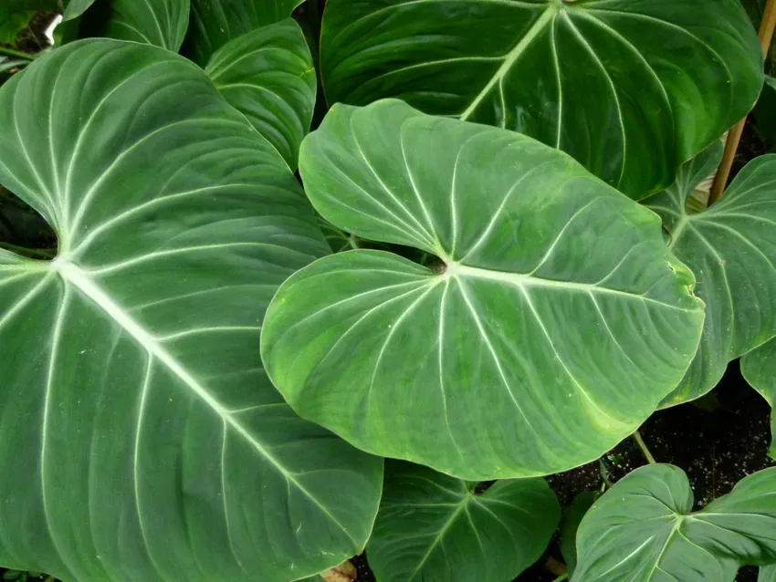 Plante philodendron gloriosum montrant ses caractéristiques typiques