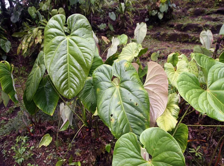 philodendron grandipes plant showing characteristic features