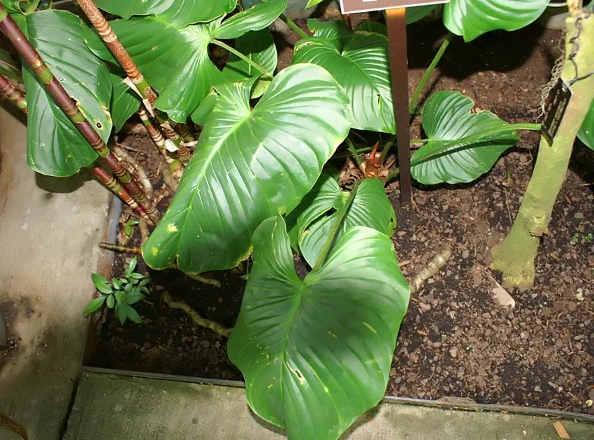 philodendron grandipes plant showing characteristic features