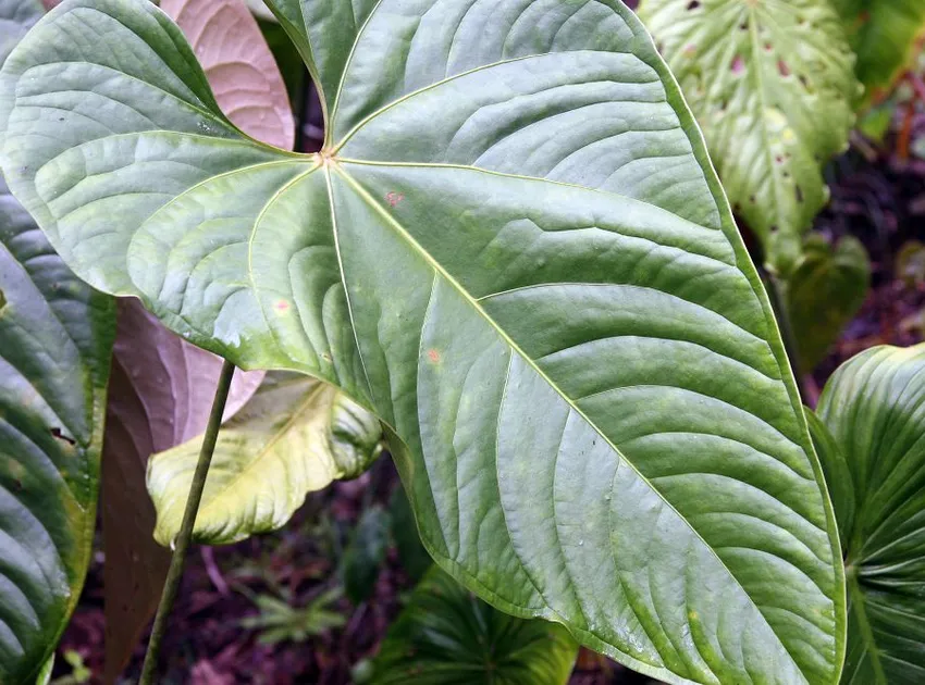 philodendron grandipes plant showing characteristic features