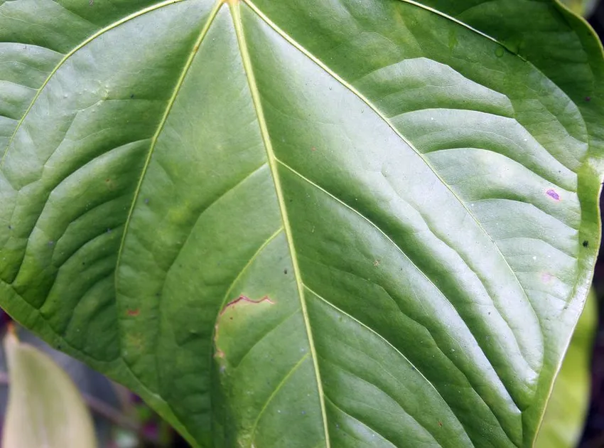 philodendron grandipes plant showing characteristic features