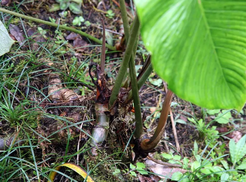 philodendron grandipes plant showing characteristic features