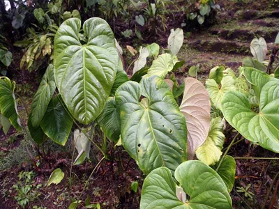 philodendron grandipes thumbnail