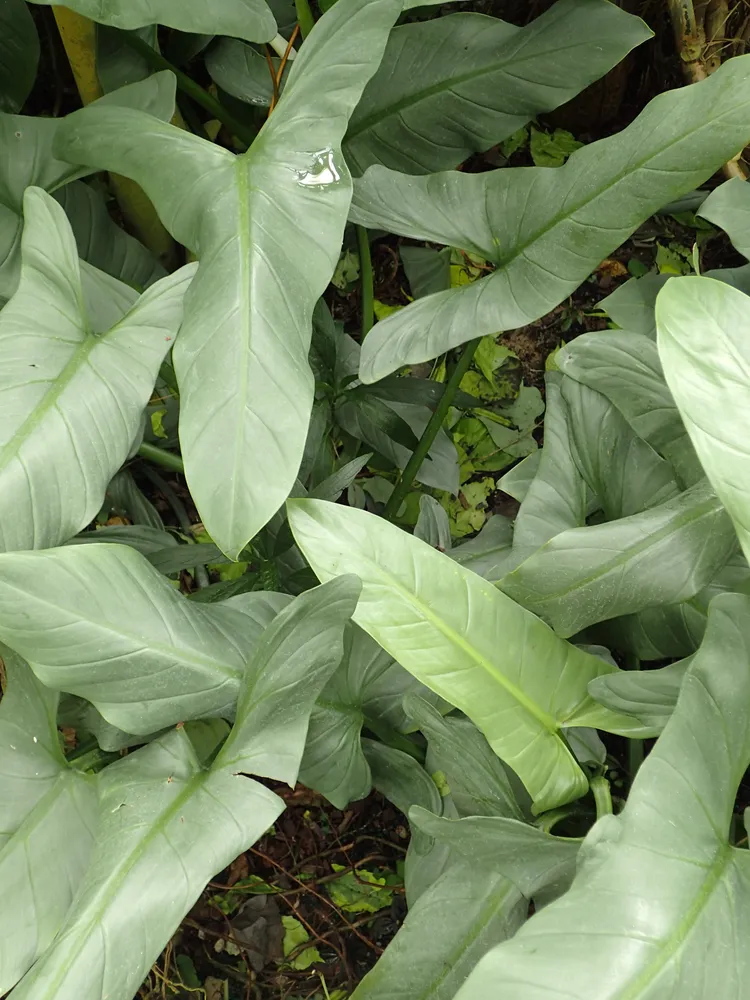 philodendron hastatum plant showing characteristic features