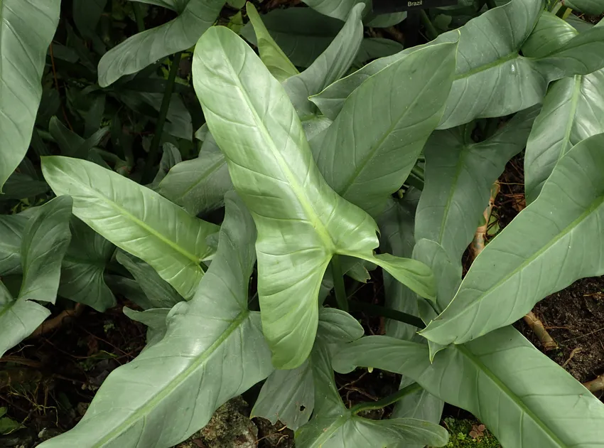 philodendron hastatum plant showing characteristic features