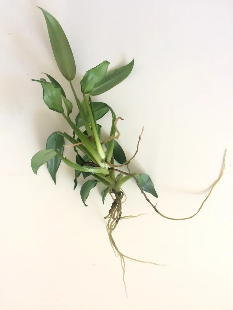 philodendron hastatum plant showing characteristic features