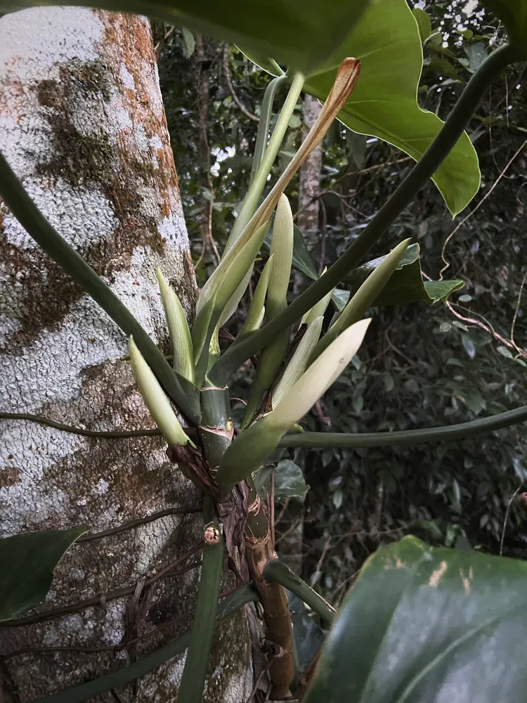 philodendron hastatum plant showing characteristic features