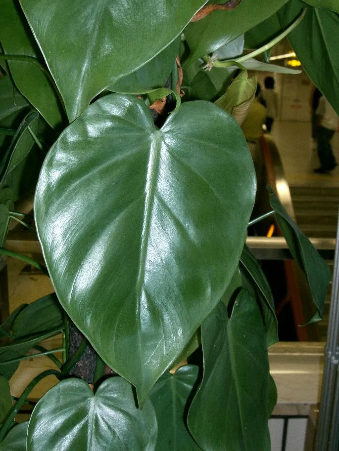 philodendron hederaceum plant showing characteristic features