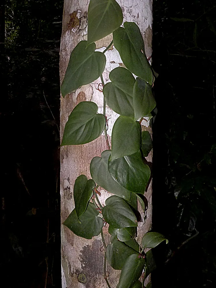 philodendron hederaceum plant showing characteristic features