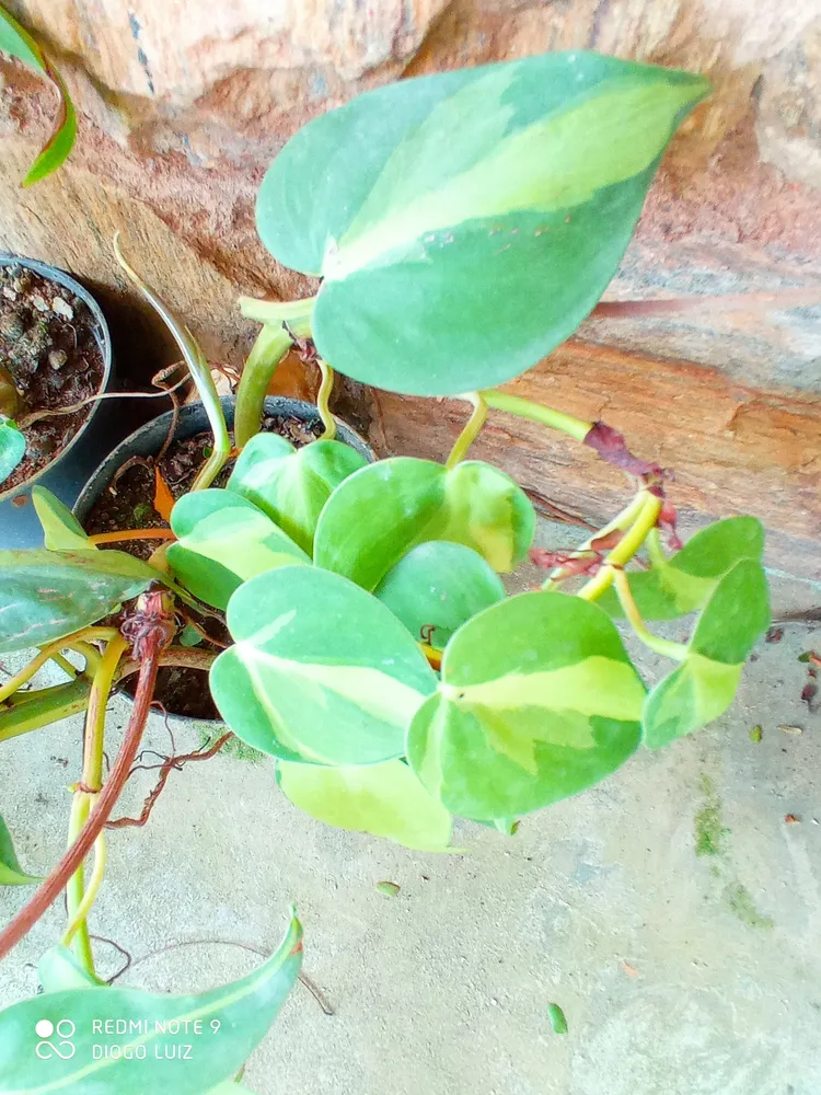 philodendron hederaceum plant showing characteristic features