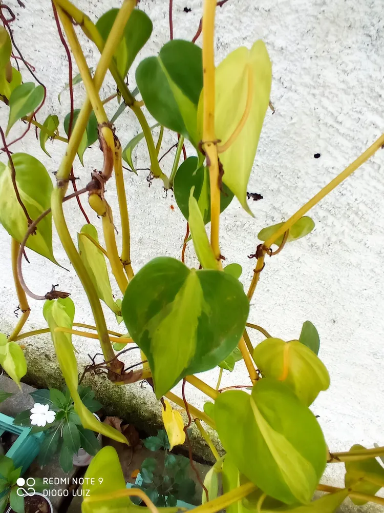 philodendron hederaceum plant showing characteristic features