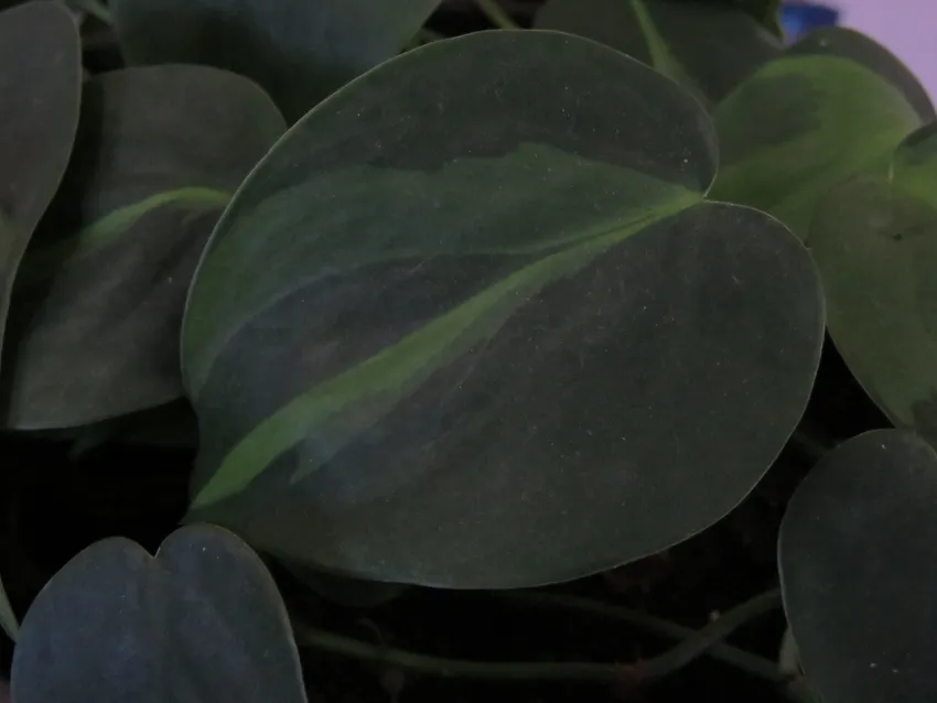 philodendron hederaceum plant showing characteristic features