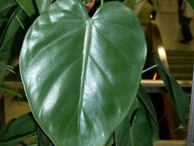 philodendron hederaceum thumbnail