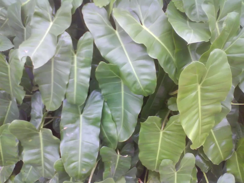 philodendron imbe plant showing characteristic features